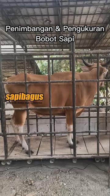Penimbangan-&-Pengukuran-Bobot-Sapi